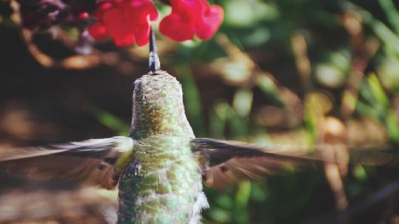 monumental aipowered 25m plural hummingbirdemir